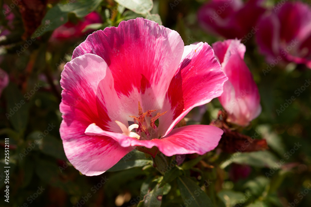 Godetia / Clarkia / Farewell-to-Spring: Flower Godetia / Clarkia / Farewell-to-Spring: Flower
