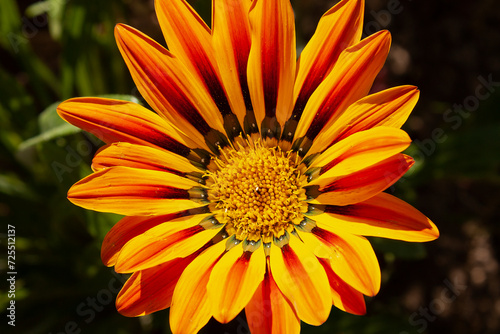 Gazania rigens (syn. G. splendens) is a species of flowering plants in the Asteraceae family. bright yellow, orange flowers with stripes, flowers like a little sun