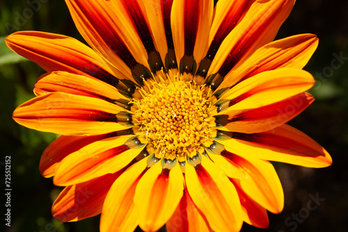 Gazania rigens (syn. G. splendens) is a species of flowering plants in the Asteraceae family. bright yellow, orange flowers with stripes, flowers like a little sun