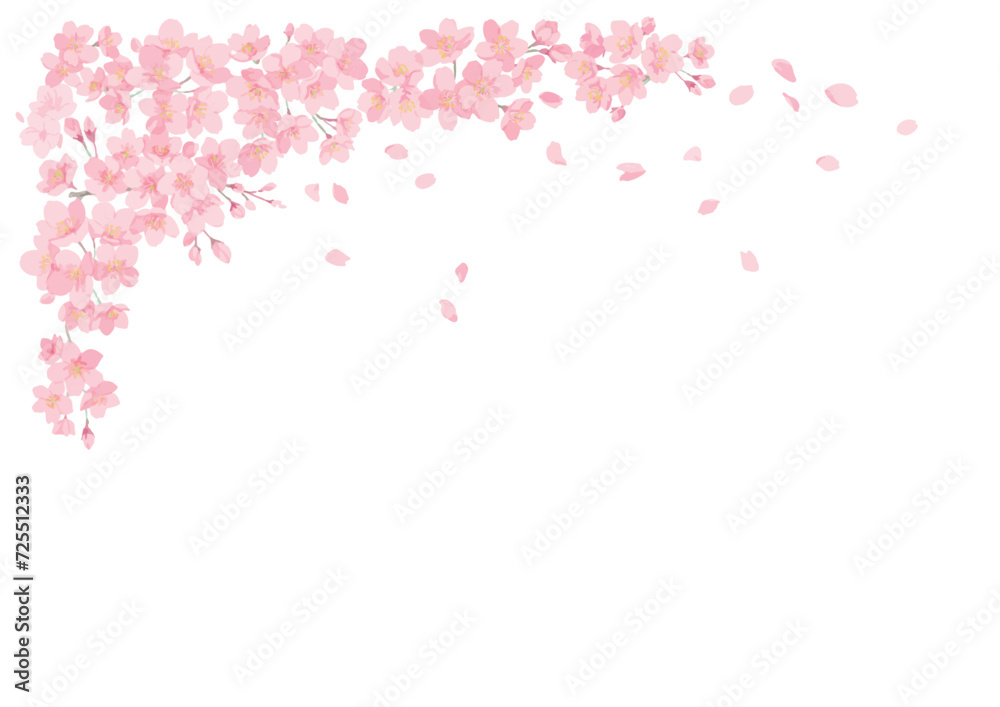 桜の花と舞う花びら　白バック
