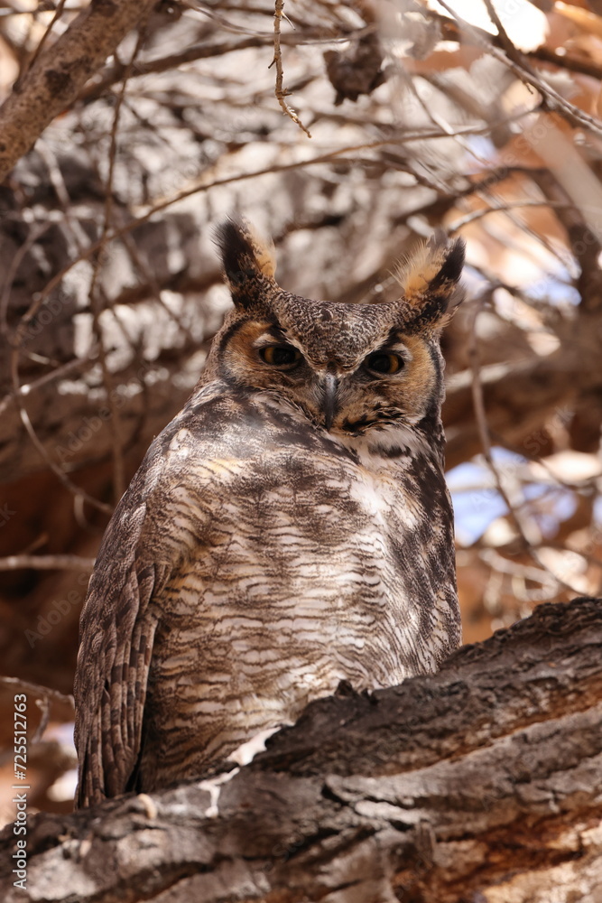 Great Horned Owl (Bubo virginianus)
