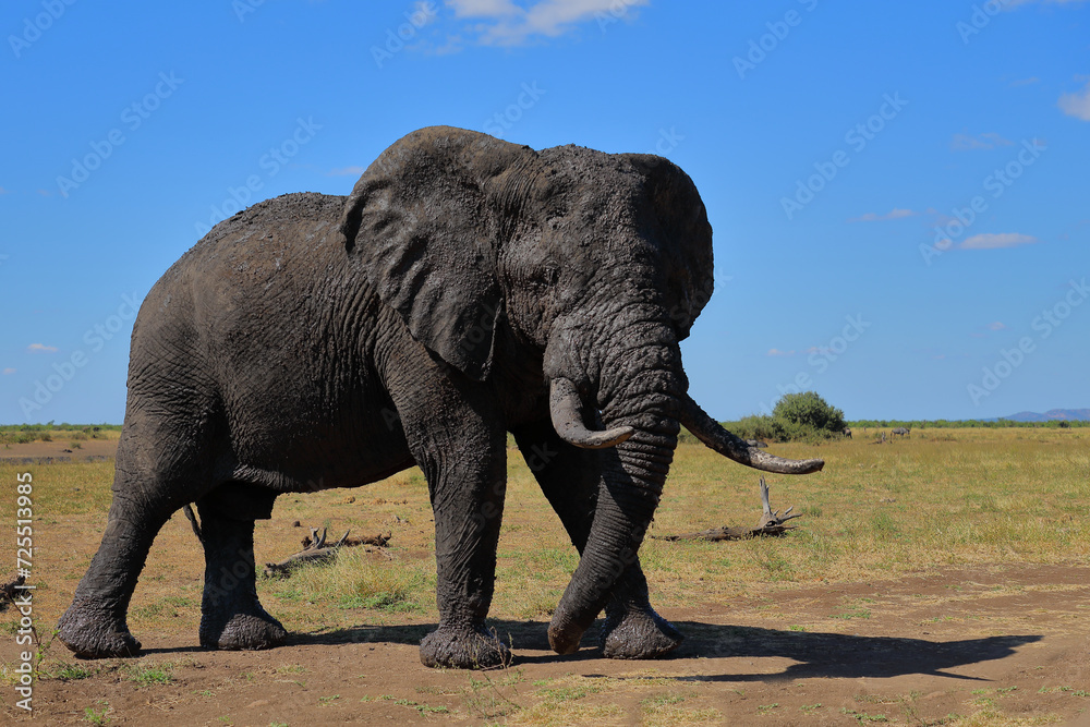 Fototapeta premium Afrikanischer Elefant / African elephant / Loxodonta africana