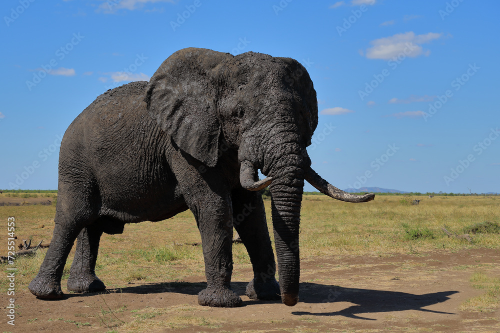Obraz premium Afrikanischer Elefant / African elephant / Loxodonta africana