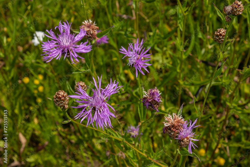 Pink flower of meadow cornflower (Centauréa jacéa) on a green background, Asteraceae family.
Pink flower of meadow cornflower (Centauréa jacéa) on a green background, Asteraceae family.