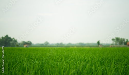 golf landscape with green grass
