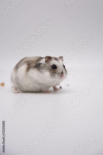 A Contented Campbell Hamster Against a Neutral Backdrop