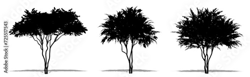Set or collection of Crape Myrtle trees as a black silhouette on white background. Concept or conceptual vector for nature, planet, ecology and conservation, strength, endurance and  beauty