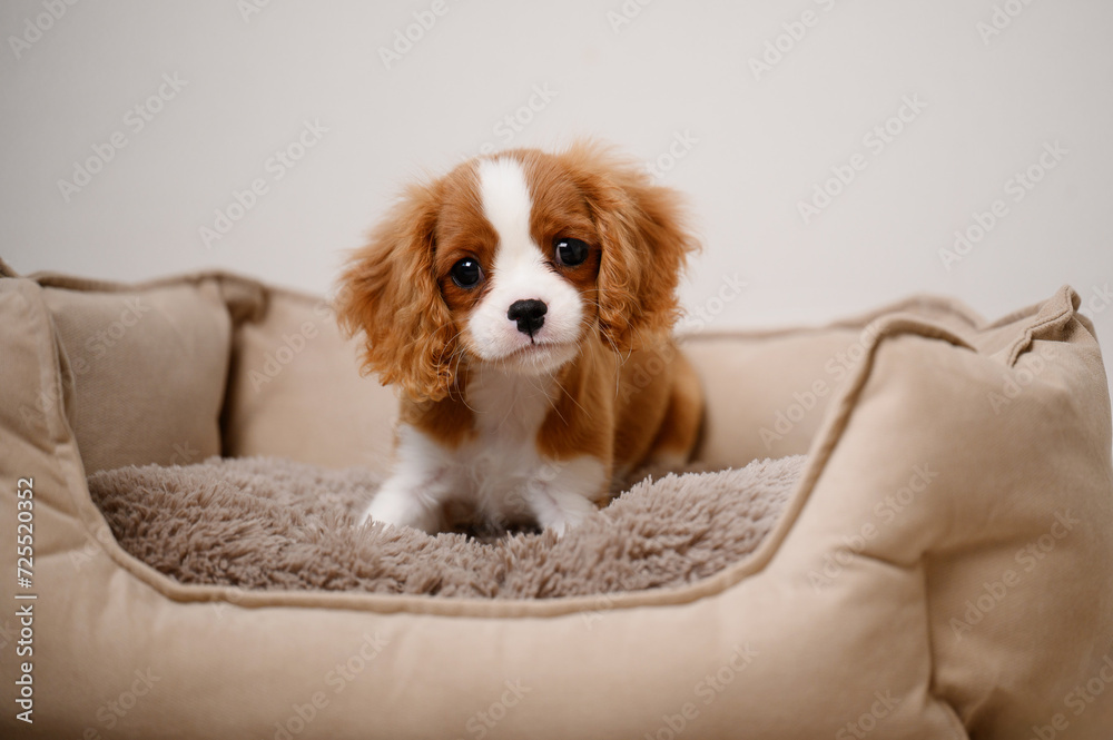 Adorable beautiful Cavalier King Charles Spaniel puppy in an indoor dog bed, a wonderful companion for seniors and a best friend for children. Postcard