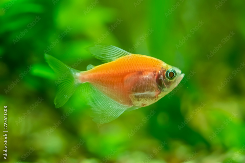 Ternetia aquarium fish close-up, freshwater aquarium Ternetia aquarium fish close-up, freshwater aquarium