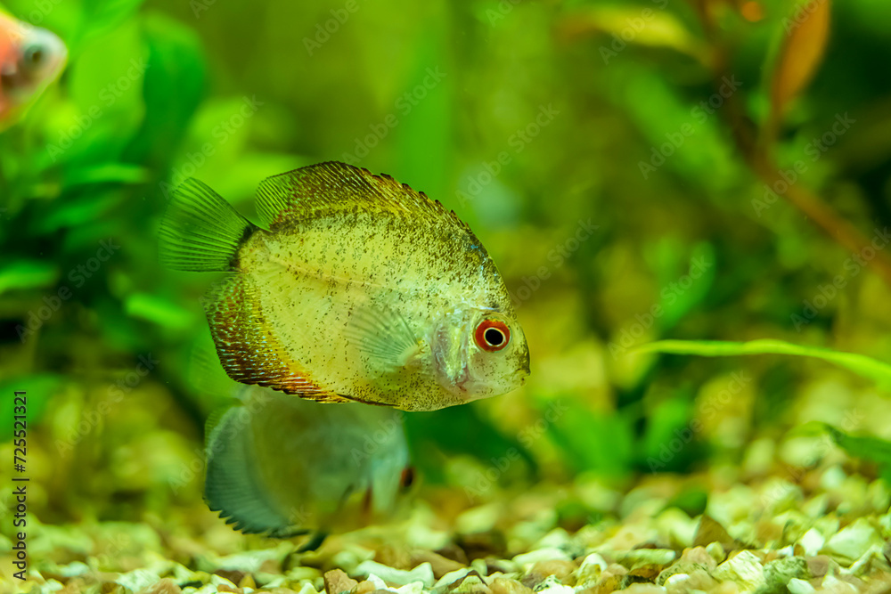 Young discus in aquarium, freshwater aquarium 