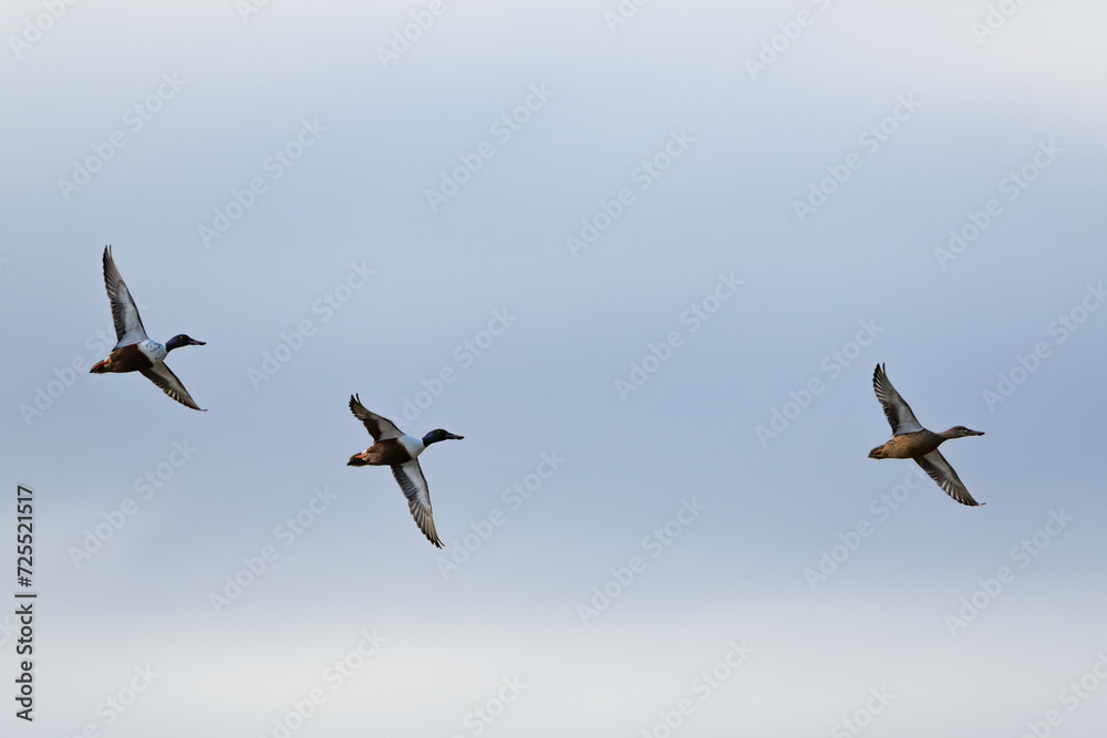 Northern Shoveler, Spatula clypeata, birds in flight over marshes