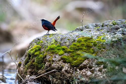 The white-capped redstart or white-capped water redstart photo