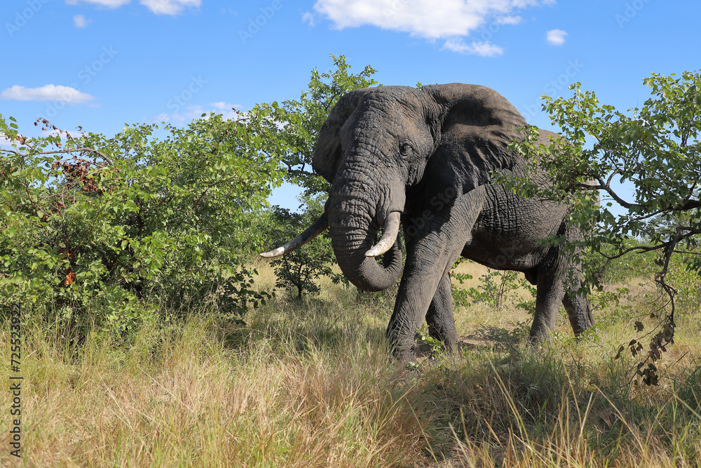 Fototapeta premium Afrikanischer Elefant / African elephant / Loxodonta africana