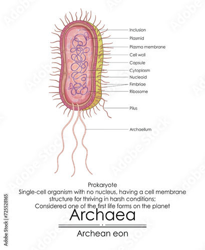 Archaea are considered one of the first life forms on the planet, simple single-cell organisms without a nucleus. They have a special cell membrane that helps them thrive in tough conditions.