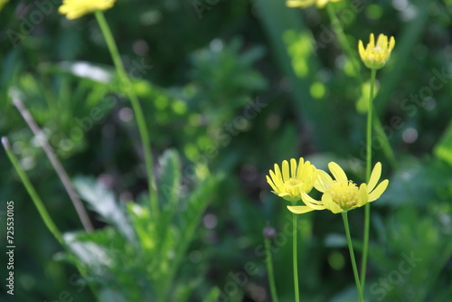 Flor amarilla