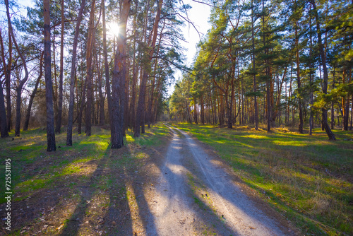 ground road through the forest in light of sun