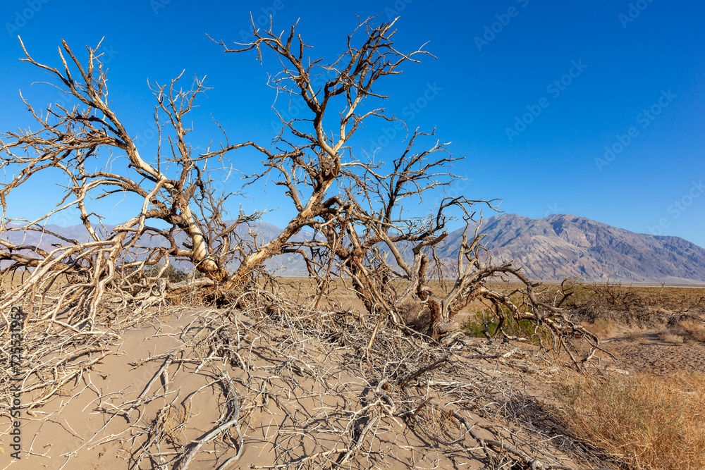 Arid drought-resistant desert vegetation in the dry hot rocky Mojave Desert of California in Death Valley NP Arid drought-resistant desert vegetation in the dry hot rocky Mojave Desert of California in Death Valley NP