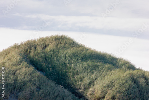 White sand beach at north sea coast, European marram grass (beach grass) on the dune, Ammophila arenaria is a species of grass in the family Poaceae, Dutch Wadden Sea island, Terschelling, Netherlands