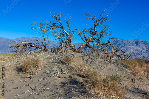 Dry vegetation and dead trees in the dry hot rocky Mojave Desert in California near Death Valley NP © SVDPhoto