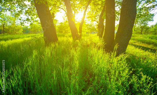 green summer forest glade in light of sparkle sun