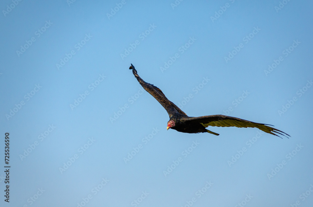 Obraz premium Turkey Vulture (Cathartes aura), bird soars against the blue sky, Bombay Hook National Wildlife Refuge, Delaware