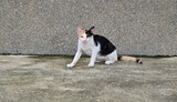 Closeup of The Thai cat was lying on the cement floor comfortably outside the building in Thailand.