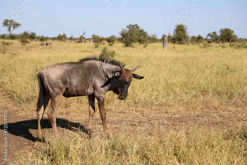 Fototapeta Naklejka Na Ścianę i Meble -  Streifengnu / Blue wildebeest / Connochaetes taurinus.