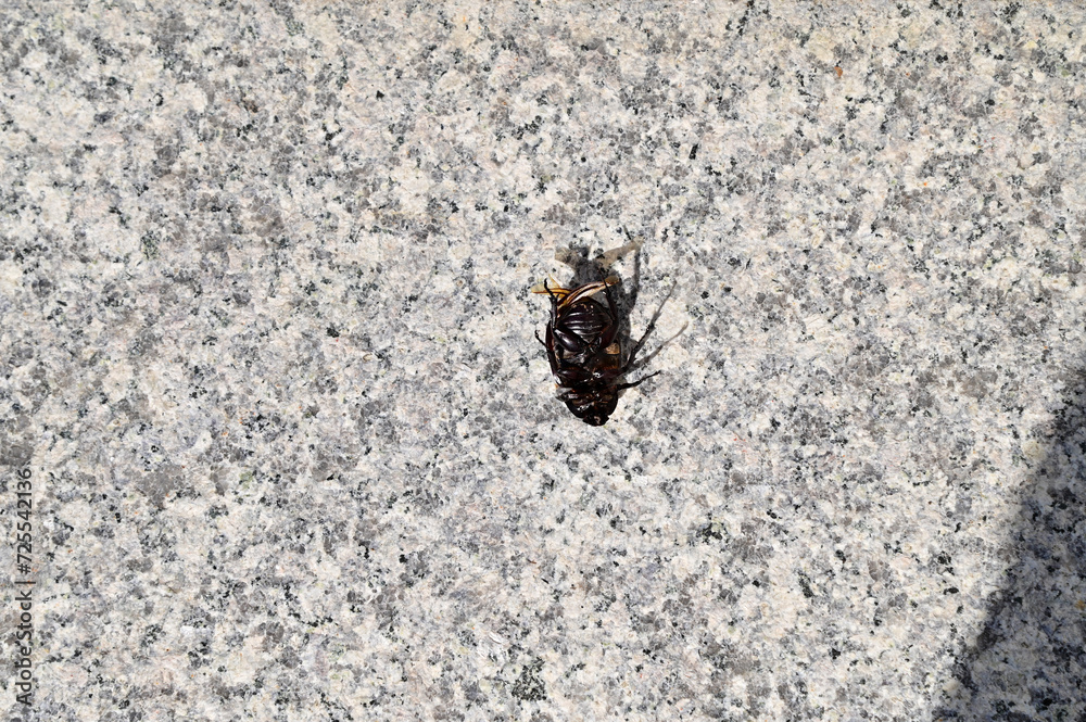Closeup of Black Scarab or Female Dynastinae on the marble walkway selective focus at Thailand. Closeup of Black Scarab or Female Dynastinae on the marble walkway selective focus at Thailand.