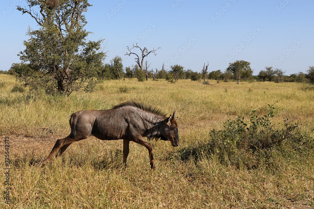 Streifengnu / Blue wildebeest / Connochaetes taurinus.. Streifengnu / Blue wildebeest / Connochaetes taurinus..