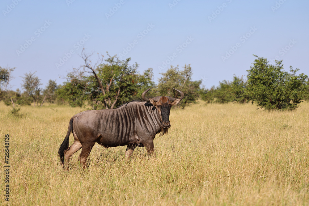 Fototapeta premium Streifengnu / Blue wildebeest / Connochaetes taurinus