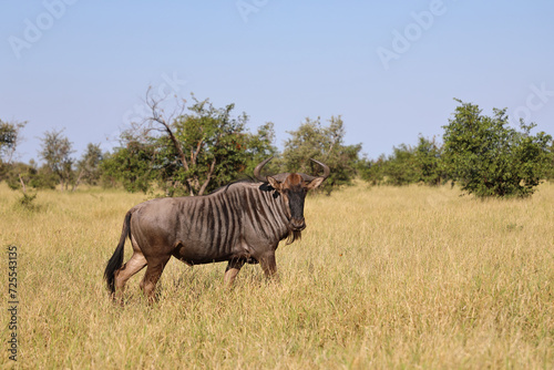 Streifengnu   Blue wildebeest   Connochaetes taurinus