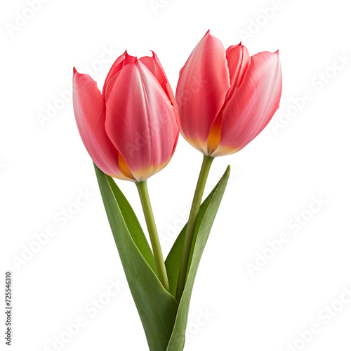 Tulip clip art