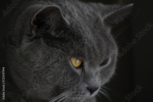 chat race chartreux 