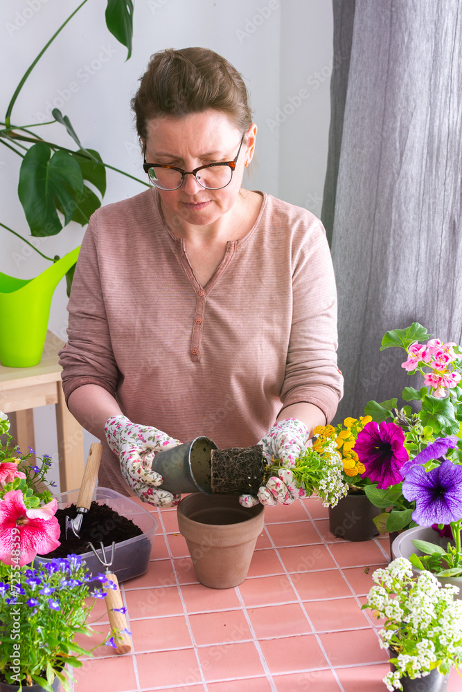 Spring decoration of a home balcony or terrace with flowers, woman planting flowers Alyssum in pots, flowers on a background of pink tiles, home gardening and hobbies Spring decoration of a home balcony or terrace with flowers, woman planting flowers Alyssum in pots, flowers on a background of pink tiles, home gardening and hobbies