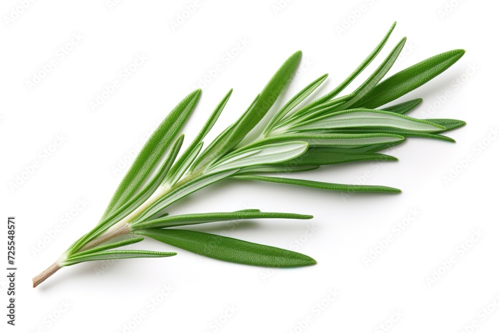 Fototapeta premium Rosemary leaf isolated on white background