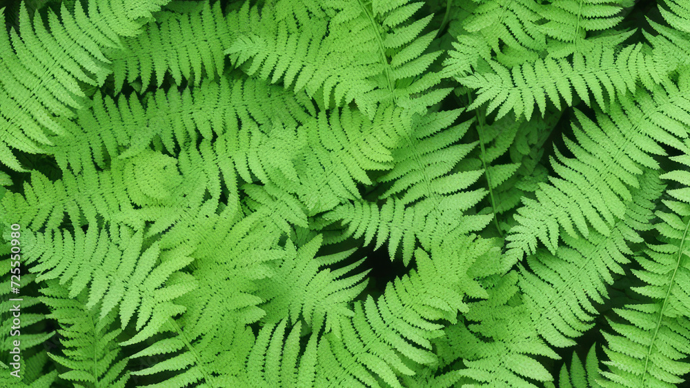 A background of fern leaves growing next to each other. A background of fern leaves growing next to each other.