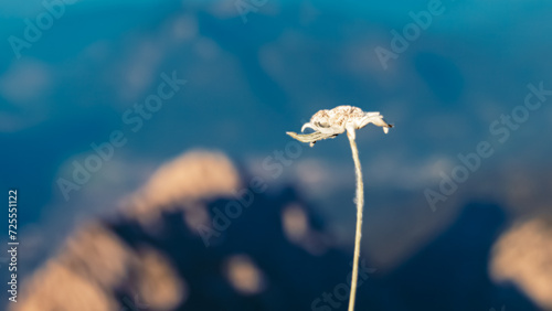 Leontopodium alpinum, Edelweiss, at Mount Zugspitze, Top of Germany, Garmisch-Partenkirchen, Bavaria, Germany photo