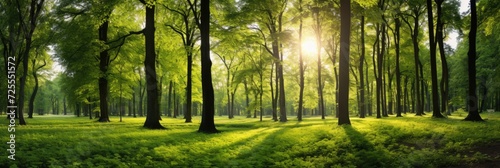 Summer Walk in a Beautiful Deciduous Forest with Fresh Green Broadleafs and Sunlight Beams Breaking photo