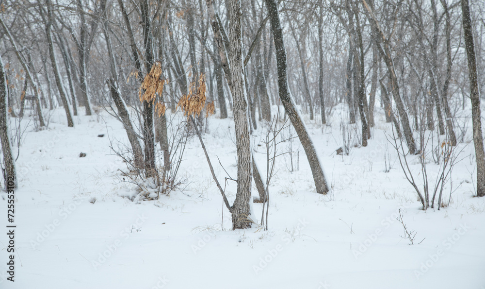 Beautiful trees covered by snow. Winter Beautiful trees covered by snow. Winter