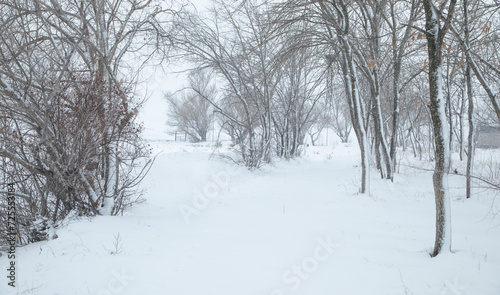 Beautiful trees covered by snow. Winter