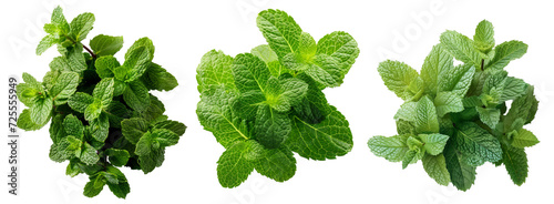 Mint isolated on transparent background cutout