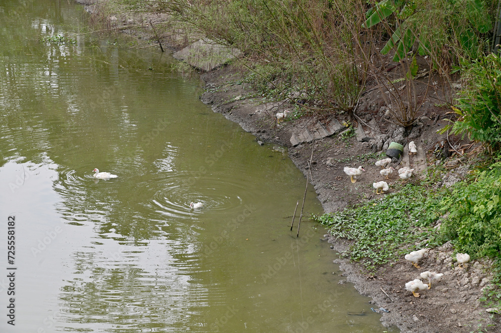 A Large Group of black ducks and white ducks is looking for food on the ground with natural background at Thailand.