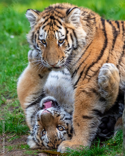 Fototapeta Naklejka Na Ścianę i Meble -  Two young Siberian tigers engaging in playful activities amidst lush grass