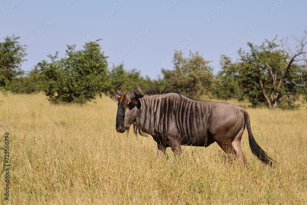 Fototapeta premium Streifengnu / Blue wildebeest / Connochaetes taurinus