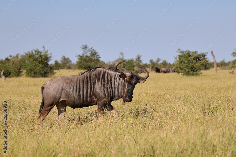 Fototapeta premium Streifengnu / Blue wildebeest / Connochaetes taurinus