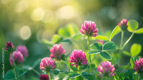 Pink clover background. 