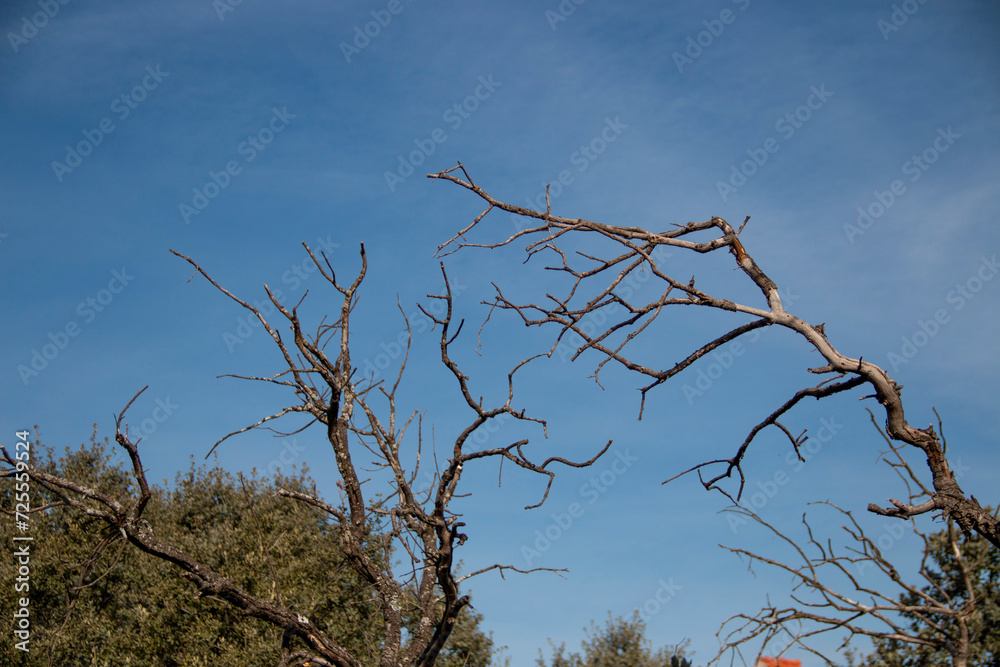 Dry or leafless trees due to drought or winter where you can see their decrepit branches or trunks Dry or leafless trees due to drought or winter where you can see their decrepit branches or trunks
