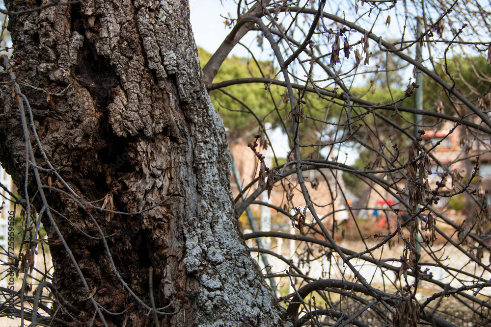Dry or leafless trees due to drought or winter where you can see their decrepit branches or trunks Dry or leafless trees due to drought or winter where you can see their decrepit branches or trunks