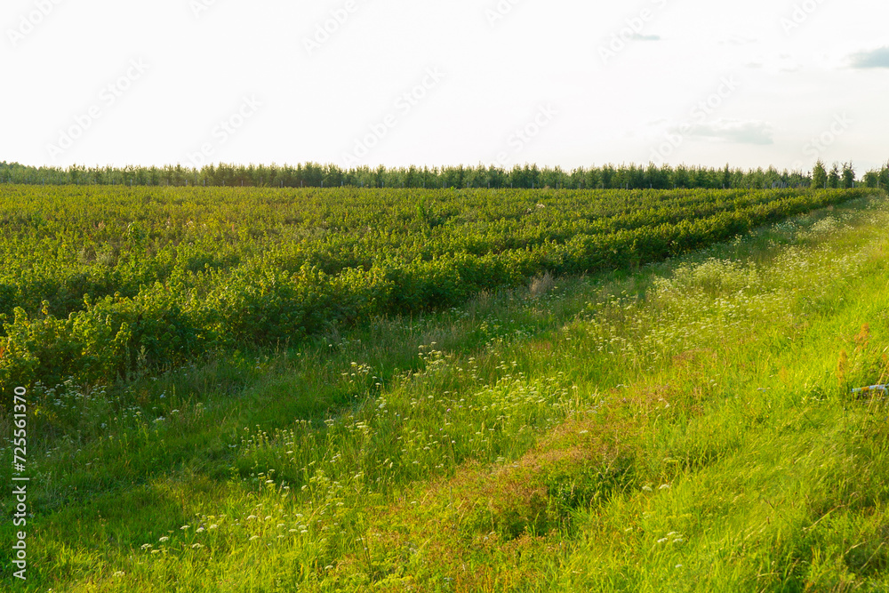 Rows of currant bush on the agricultural field.