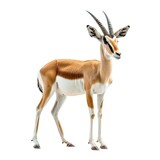Springbok standing side view isolated on white background, photo realistic.